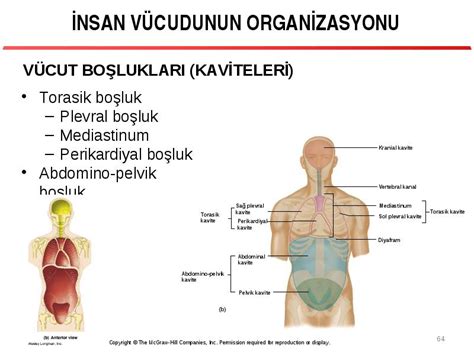 insan vücudunun anatomik yapısı